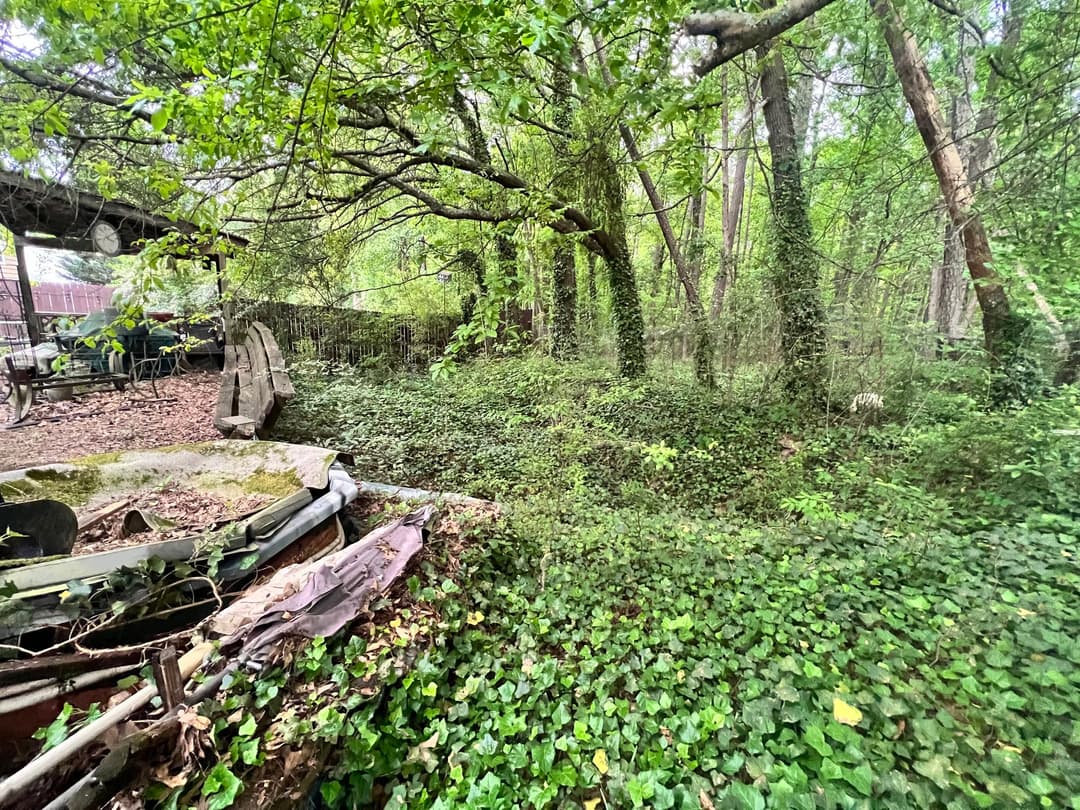 Overgrown backyard with ivy-covered ground and surrounding trees, creating a lush, natural landscape.