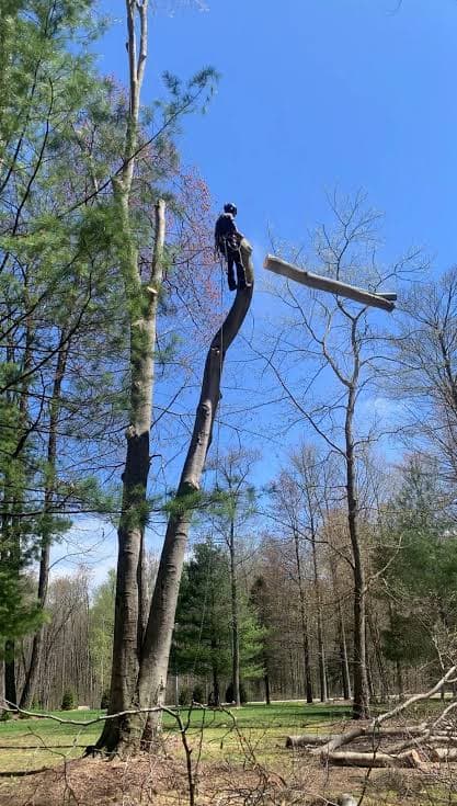 Gallery photos for Tree Removal Made Safe and Efficient: Image #1